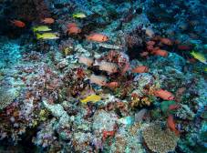 Фото отеля Plumeria Maldives