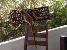 Фото отеля Red Monkey Beach Lodge